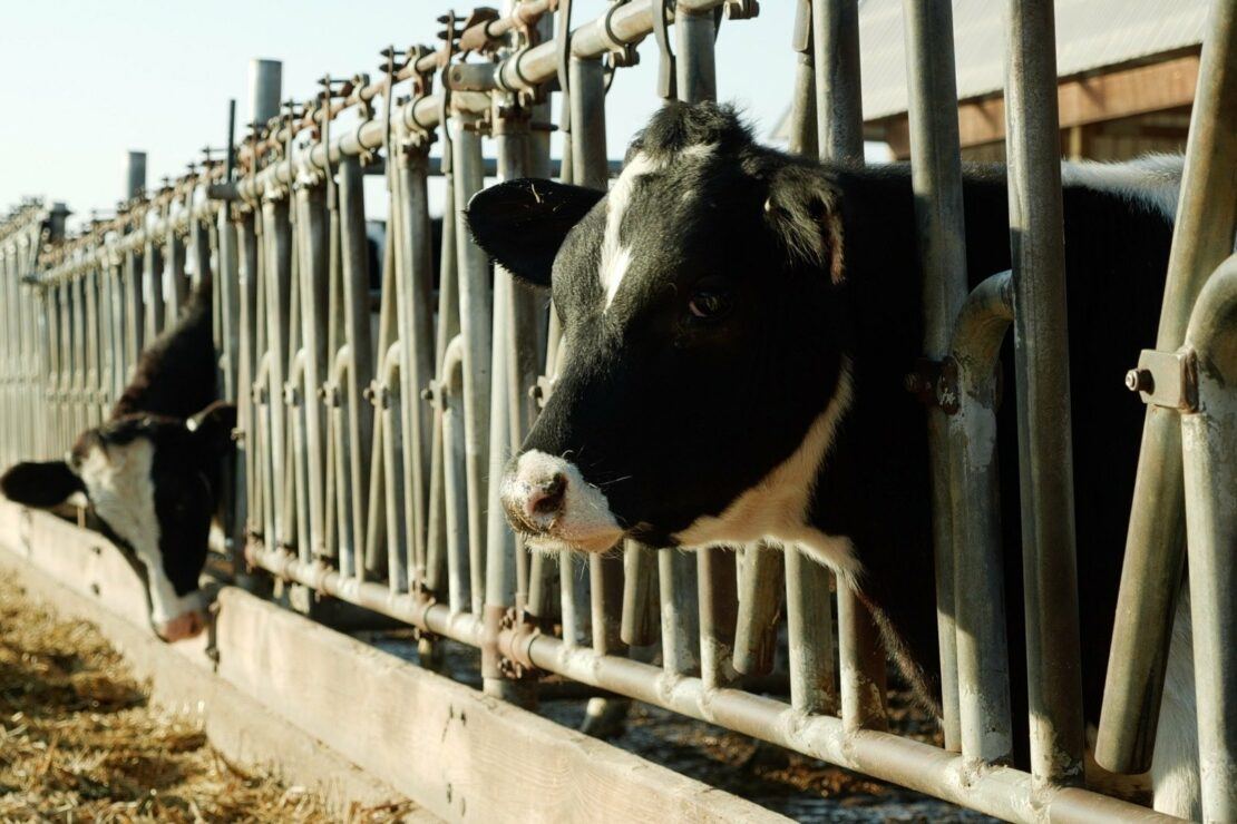 dairy cow on a farm