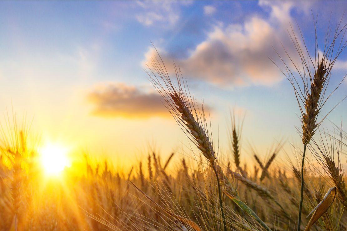 photo of wheat in sun