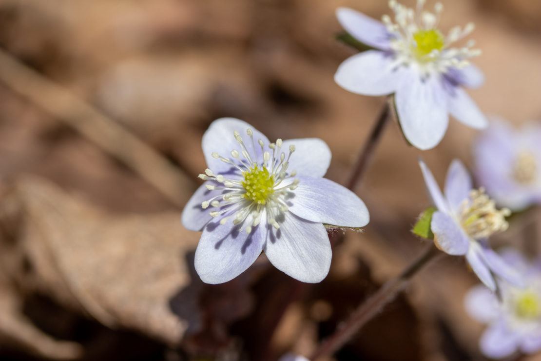 photo of small light purple flowers emerging from soil in spring