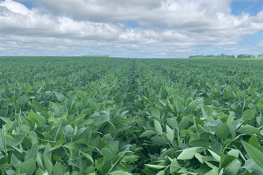soybean field using ridge till