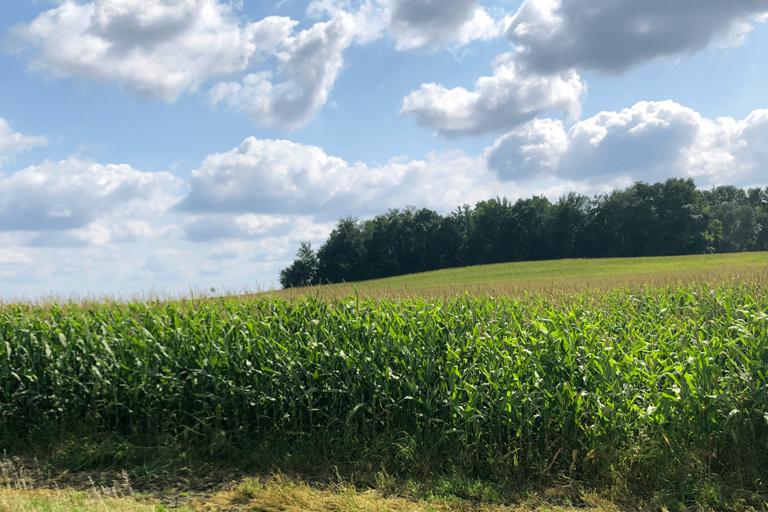 corn field on a hilly countryside on a sunny day