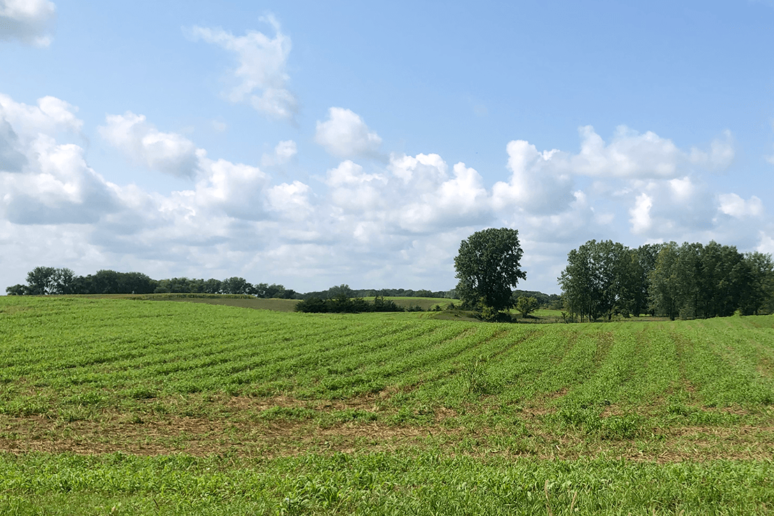 cover crops in summer