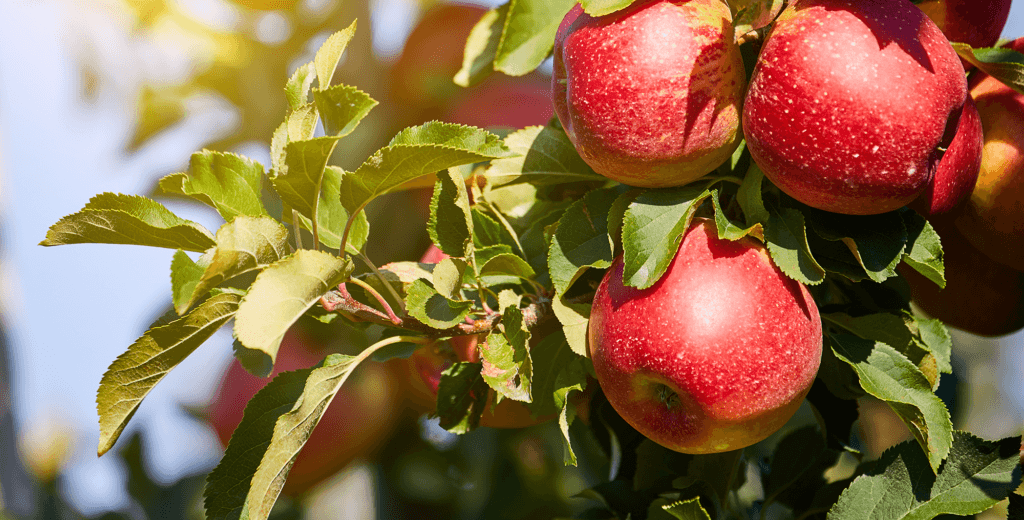 Simple Harvest Farm - Environmental Initiative