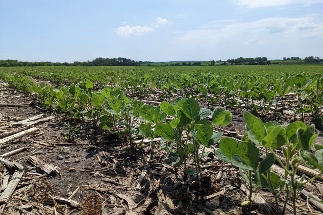 soybean plants in a field surrounded by old cover crops