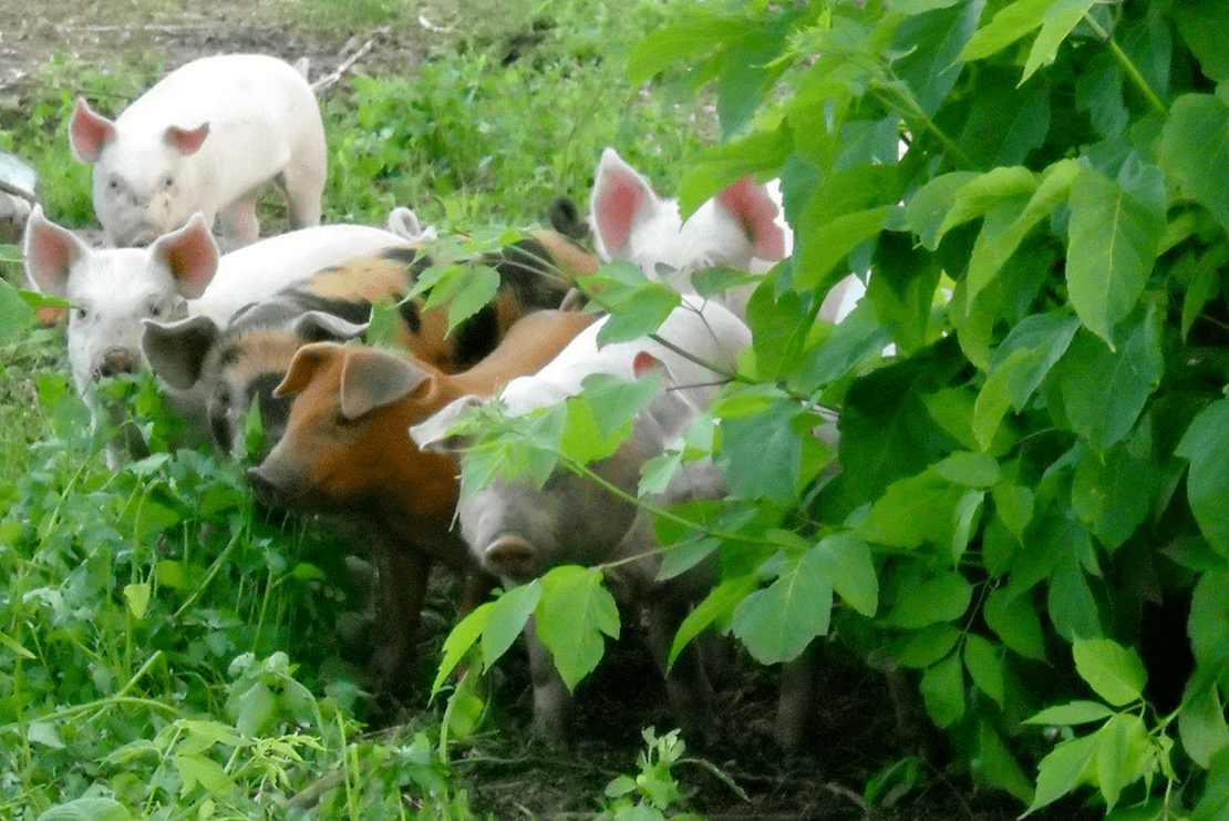Four pink pigs and two brown pigs foraging next to a bush