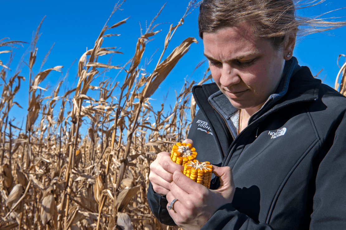 Christy Bauer stands in a field of a corn on a windy day and examines a corn cob.