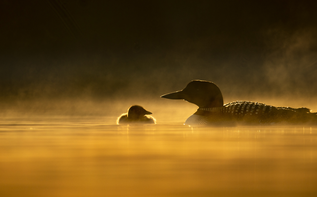 Adult and juvenile common loons on a lake at sunset.