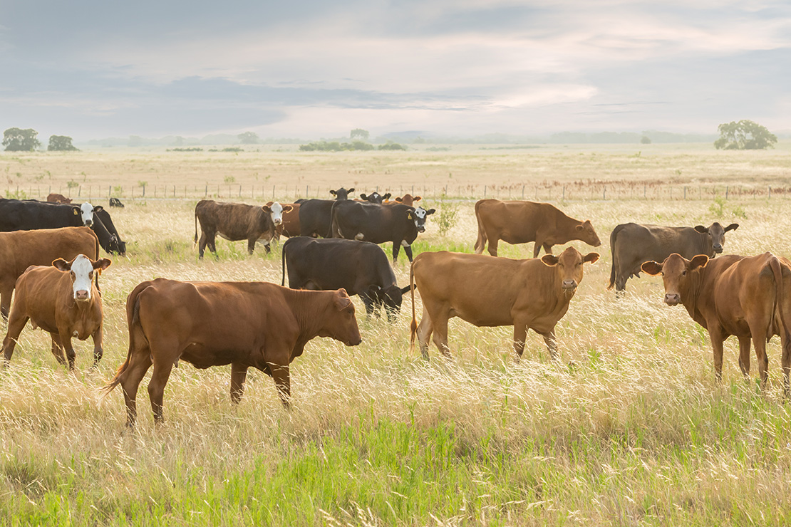 Image of a herd of cows grazing in a grassy field under a cloudy sky. The field is expansive with a mix of brown and black cows spread across the landscape. The background shows a distant horizon with trees and a lightly clouded sky.