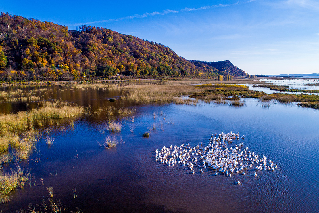 A scenic view of a wetland surrounded by rolling hills covered in colorful autumn foliage. A group of white birds is gathered on the water in the foreground, creating a striking contrast against the blue surface of the water. The sky is clear and bright, enhancing the natural beauty of the landscape.