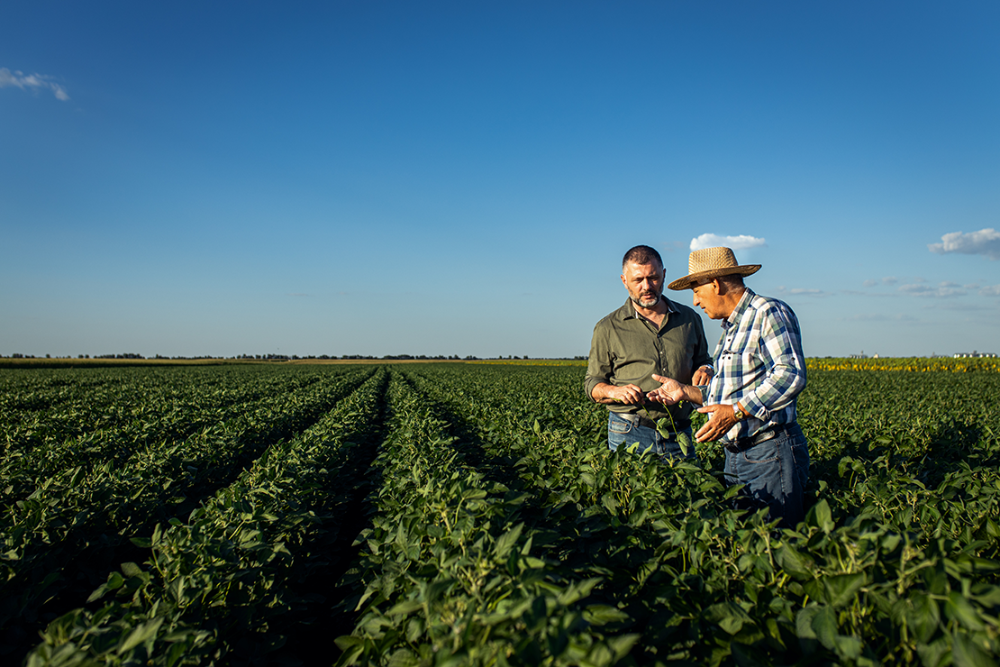 Two men standing amidst rows of soybeans under a clear blue sky: one wearing a green button-down shirt and jeans, the other in a straw hat and plaid shirt, both examining plant leaves and discussing crop health.