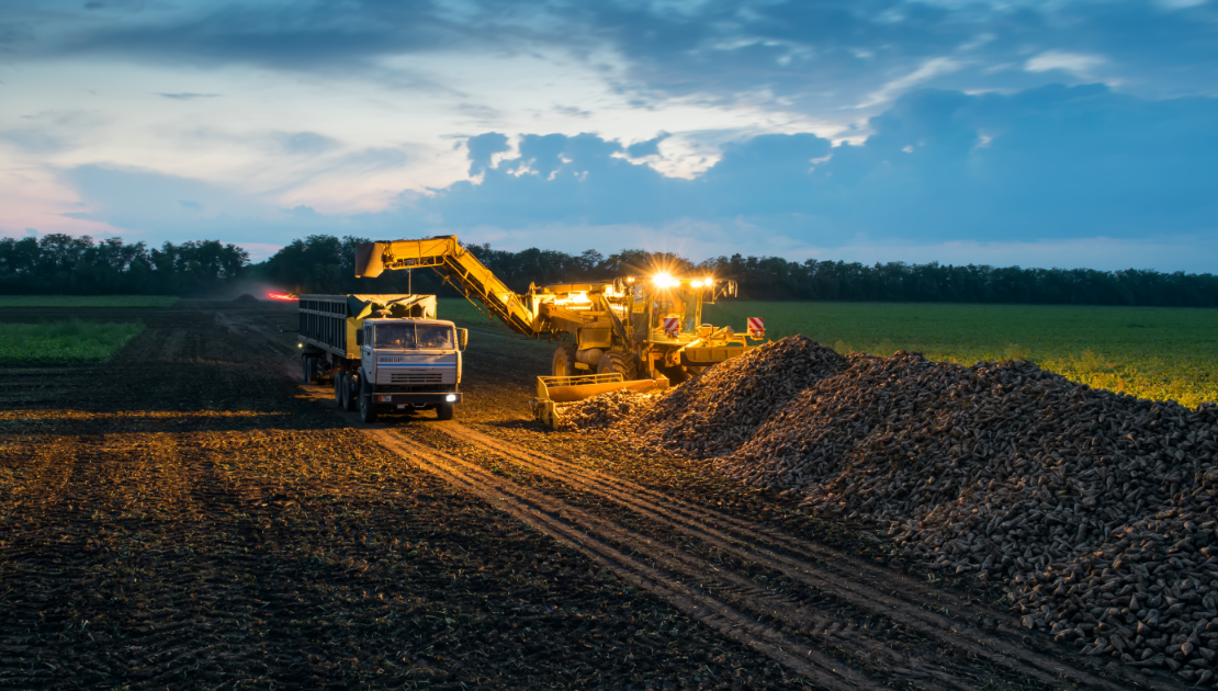 Sugar beets are loaded onto a truck in the evening by a machine with bright lights.